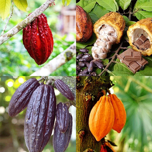 Cocoa Chocolate Fruit Live Plant