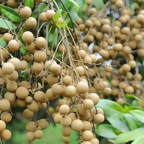Longan Desi Grafted Live Fruit Plant