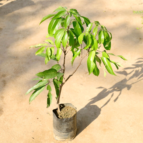 Litchi Muzaffarpur Shahi Lychee Fruit Air Layered Live Plant
