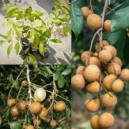 Longan Desi Grafted Live Fruit Plant