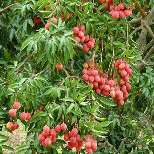 China 3 Lychee Litchi Fruit Air Layered Live Plant
