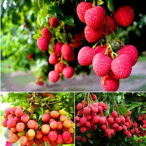 China 3 Lychee Litchi Fruit Air Layered Live Plant
