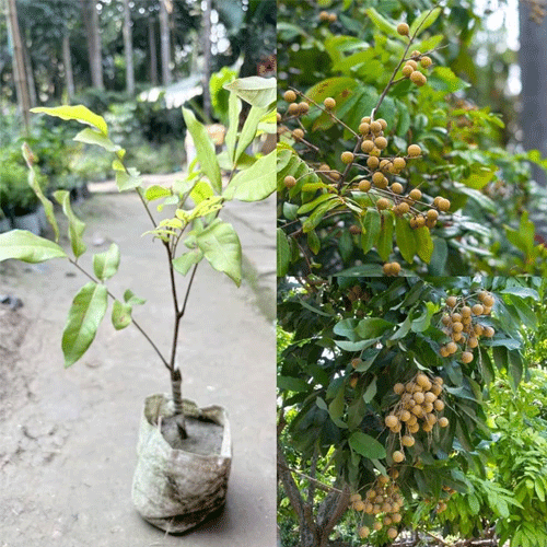 Longan Desi Grafted Live Fruit Plant