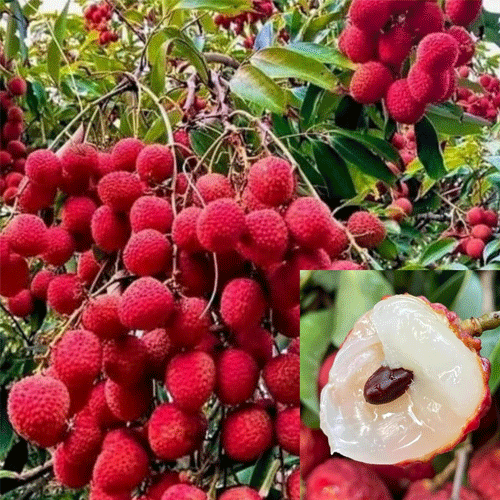 Litchi Muzaffarpur Shahi Lychee Fruit Air Layered Live Plant