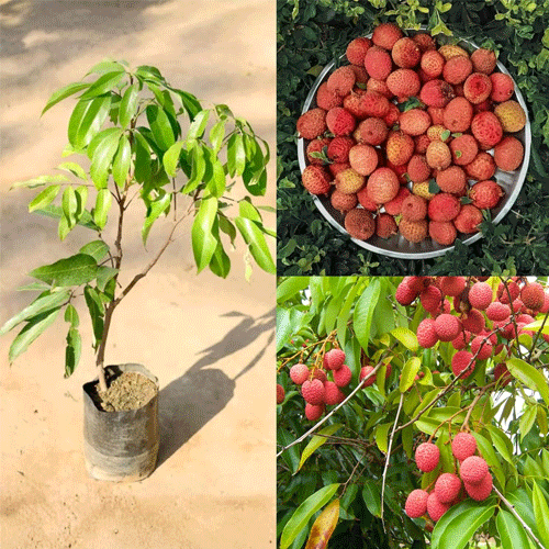Litchi Muzaffarpur Shahi Lychee Fruit Air Layered Live Plant