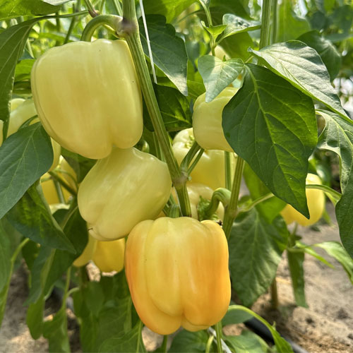 Capsicum White Wonder Imported Seeds | Creamy White Peppers | Fast Growing