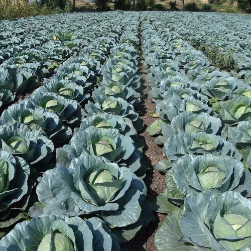 Buy High-Quality Cabbage F1 Hybrid Seeds Online | Golden Hills Farm